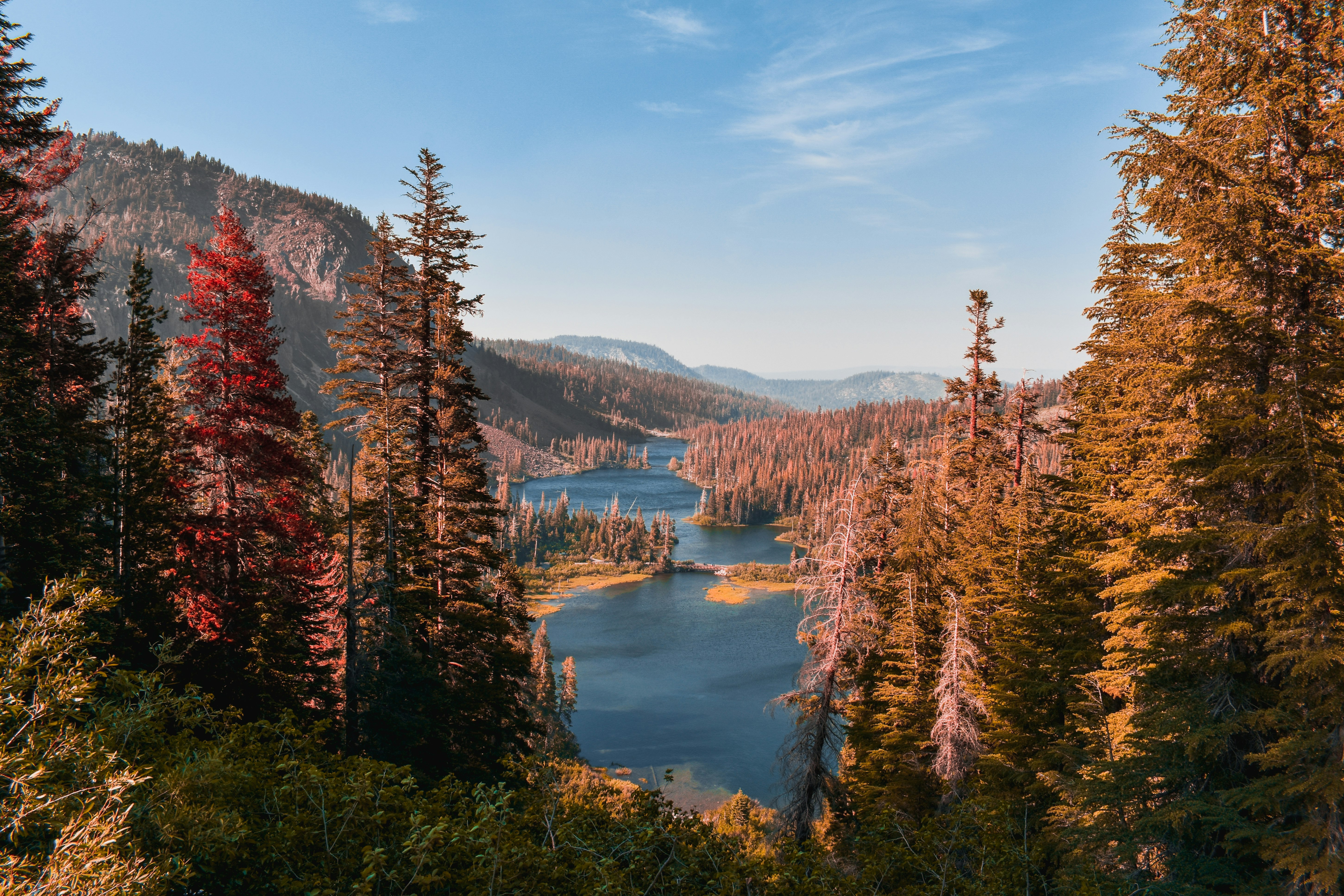 landscape photo of trees near body of water during daytime